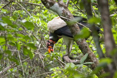 kingvulture.jpg