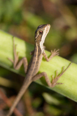 Polychrotidae [Unidentified]