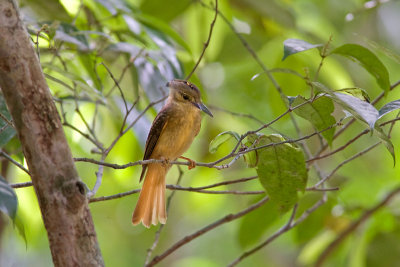 royalflycatcher2.jpg