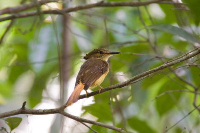 royalflycatcher.jpg