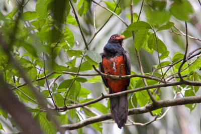 trogon.jpg
