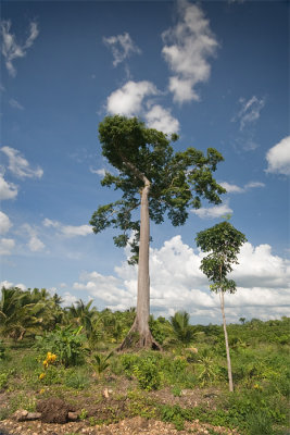 Ceibra Tree