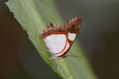 Butterfly [Unidentified]