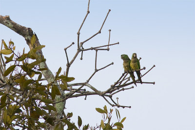 Amazona farinosaMealy Parrot