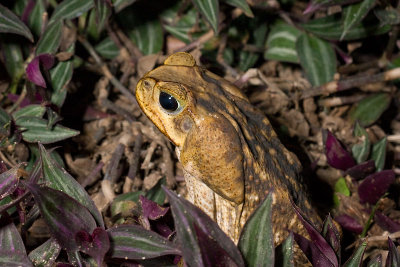 Bufo marinusCane Toad