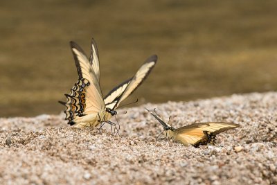 Heraclides androgeusAndrogenous Swallowtail