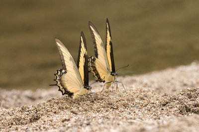 Heraclides androgeusAndrogenous Swallowtail