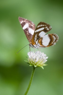 Butterfly [Unidentified]