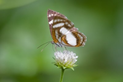 Lepidoptera (Butterflies & Moths)