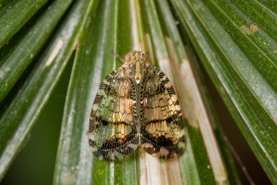 Leafhopper [Unidentified]