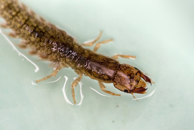 Corydalidae  Dobsonfly Larvae