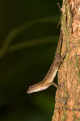 Anole [Unidentified]