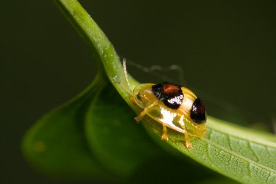 Leaf beetle [Unidentified]