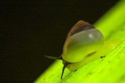 Snail [Unidentified]