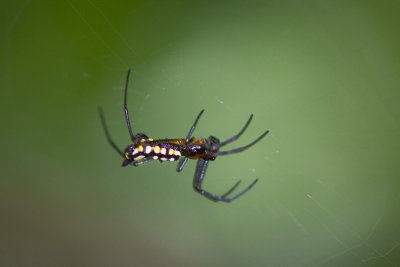 Spider [Unidentified]