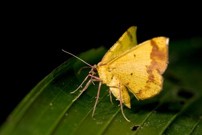 Yellow Moth [Unidentified]
