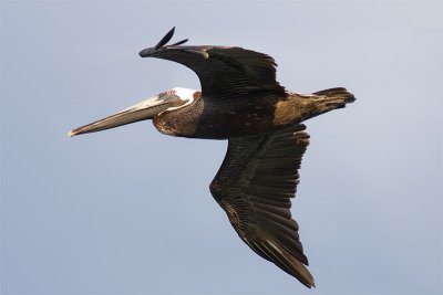 Pelicanus occidentalisBrown Pelecan