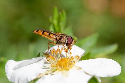 Episyrphus balteatusMarmalade hoverfly