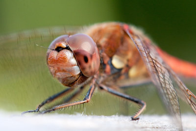 Sympetrum striolatumCommon Darter