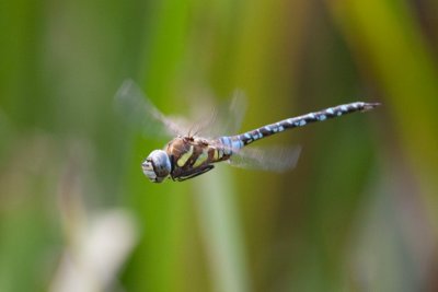 Aeshna mixtaMigrant Hawker