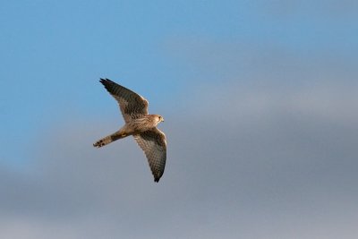 Falco tinnunculusCommon Kestrel