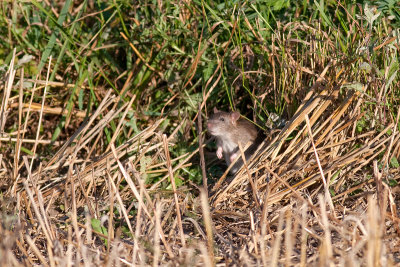 Rattus norvegicusBrown Rat