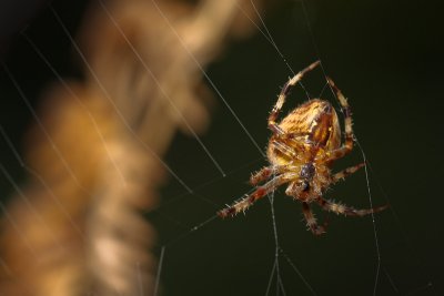 Araneus diadematusEuropean garden spider