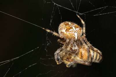 Araneus diadematusEuropean garden spider