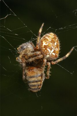 Araneus diadematusEuropean garden spider