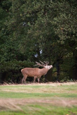 Red Deer calling