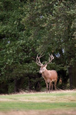 Red Deer