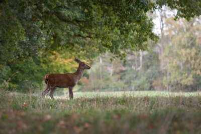 Deer floiage
