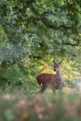 Deer low