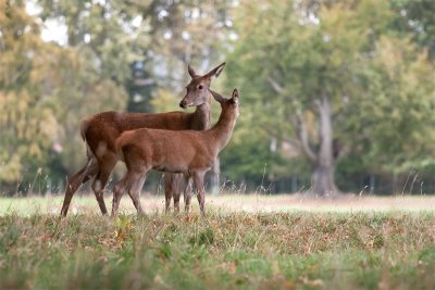 Deer pair