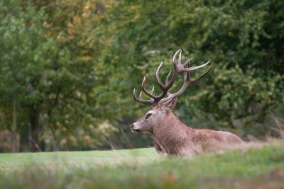 Deer