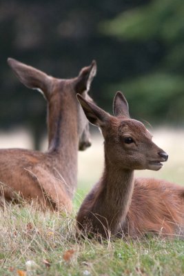 Deer sitting