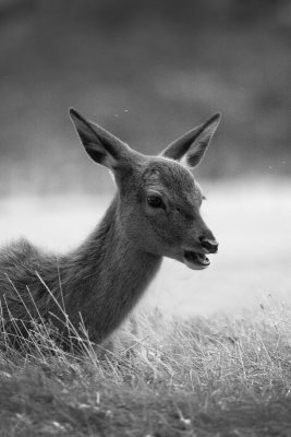 Deer young