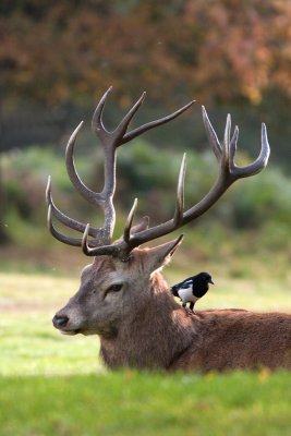 Deer magpie