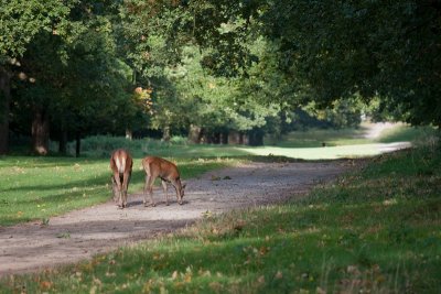 Deer path