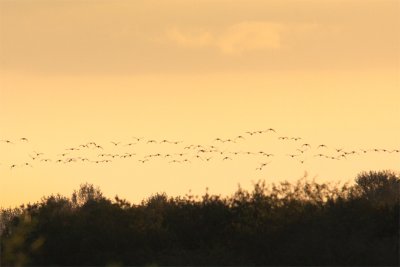 Flocks at Sunset