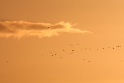 Flock Sunset