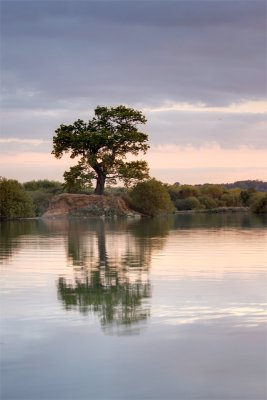 Attenborough Reserve, Tree