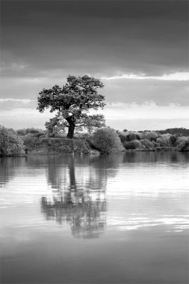 Attenborough Reserve, Tree B&W