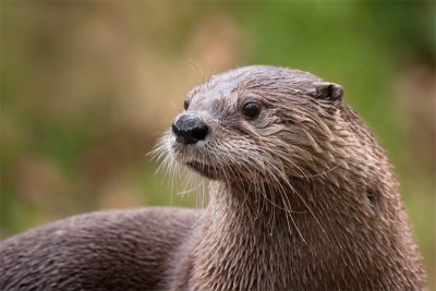 Otter