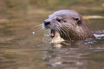 Otter eating 3