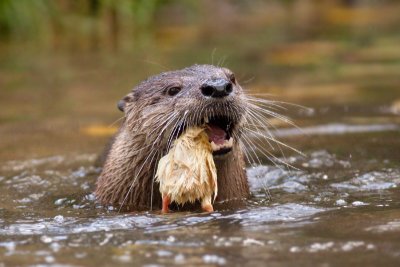 Otter eating 2