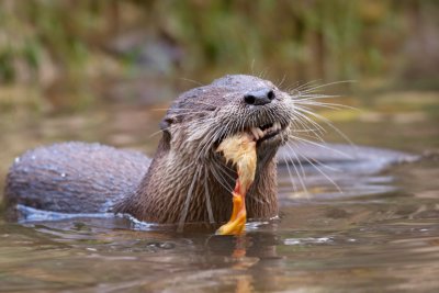 Otter eating