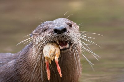 Otter 1