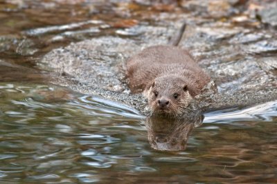 Otter 2