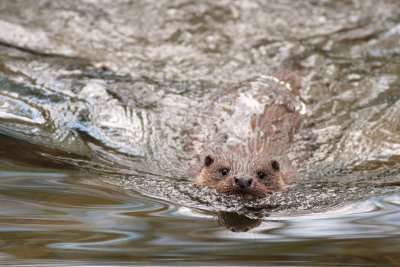 Otter 3